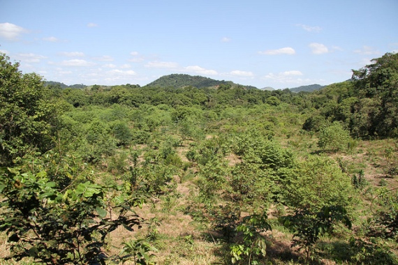 Área de restauro na área da Reserva Ecológica de Guapiaçu (REGUA), no Rio de Janeiro.