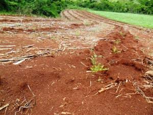 Mudas são plantadas no Paraná com patrocínio da ABLA